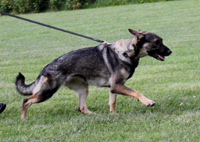 Rossa van den Heuvel IPO1 german shepherds Khaleesi gait